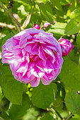 Moss-Rose, Rosa 'Salet', Breeder: Lacharme (FRA) 1854, flower