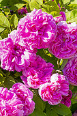 Moss-Rose, Rosa 'Salet', Breeder: Lacharme (FRA) 1854, flower