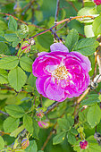 Virginia Rose, Rosa virginiana 'Plena', flower