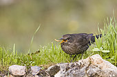 Blackbird (Turdus merula) female gobbling a worm, at the edge of a pond, Vaucluse, France