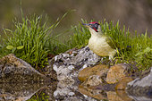 Green Woodpecker (Picus viridis) male at the edge of a pond, Vaucluse, France