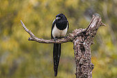 Eurasian magpie (Pica pica) on a dead cherry tree branch, Vaucluse, France
