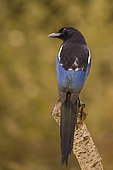 Eurasian magpie (Pica pica) on a dead branch, Vaucluse, France