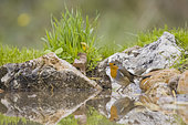 European robin (Erithacus rubecula) at a pond, Vaucluse, France