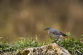 Black Redstart (Phoenicurus ochruros) on a rock, Vaucluse, France