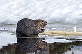 North American Beaver (Castor canadensis) standing at the edge of a lake in winter and observing. La Mauricie National Park. Quebec. Canada
