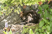 North American Beaver (Castor canadensis) lying in a rocky hollow at the foot of a cliff. La Mauricie National Park. Quebec. Canada