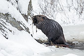 North American Beaver (Castor canadensis) carrying mud and branches on his lodge. Beaver walking on its hind legs and holding material in its front paws. La Mauricie National Park. Quebec. Canada