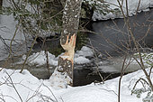 Conifère rongé en partie par un castor en hiver et encore debout, Parc national de la Mauricie. Québec. Canada