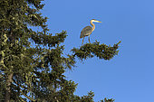Great blue heron (Ardea herodias) on a white spruce (Picea glauca) and observing. La Mauricie National Park. Quebec. Canada