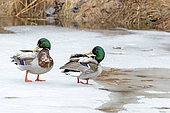 Mallard (Anas platyrhynchos) males standing on the ice of a thawing lake and grooming themselves. Mauricie region. Quebec. Canada