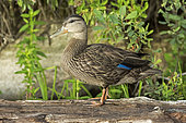 American Black duck (Anas rubripes) female on a submerged trunk and observing. La Mauricie National Park. Quebec. Canada