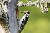 Pic chevelu (Leuconotopicus villosus) femelle arrivant au nid pour nourrir ses jeunes. Parc national de la Mauricie. Québec. Canada