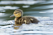 American Black Duck (Anas rubripes) duckling swimming on a lake. La Mauricie National Park. Quebec. Canada