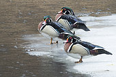 Wood Duck (Aix sponsa) males standing on the ice of a thawing lake. Mauricie region. Quebec. Canada