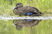 American Black Duck (Anas rubripes) female lying on the bank of a lake. La Mauricie National Park. Quebec. Canada