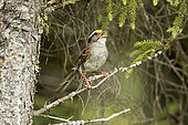 White-throated Sparrow (Zonotrichia albicollis) male on a balsam fir and singing. Territorial song. La Mauricie National Park. Quebec. Canada