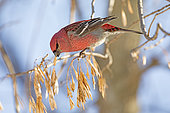 Pine grosbeak (Pinicola enucleator) male on a branch of a Manitoba maple, eating the samaras. Mauricie region. Quebec. Canada