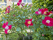 Botanical rose, Rosa gallica var. officinalis, flowers