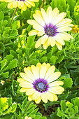 Cape daisy ecklonis 'Serenity Blue Eyed Beauty', Osteospermum ecklonis 'Serenity Blue Eyed Beauty', flowers