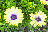 Cape daisy ecklonis 'Serenity Blue Eyed Beauty', Osteospermum ecklonis 'Serenity Blue Eyed Beauty', flowers
