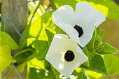 Black-Eyed Susan Vine Thunbergia, Thunbergia alata ‘Suzsan White’, flowers