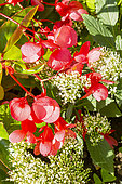Begonia semperflorens 'Dragon Wing Red', Trachelium caeruleum 'Passion White', flowers