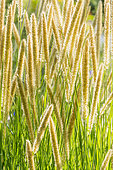 African feather grass, (Pennisetum macrourum, ears