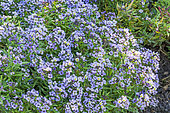 Sweet Alyssum, Lobularia maritima 'Easter Bonnet Blue', flowers
