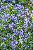 Sweet Alyssum, Lobularia maritima 'Easter Bonnet Blue', flowers