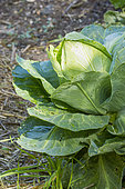 Headed cabbage, Brassica oleracea capitata 'Coeur de Boeuf Moyen de La Halle'