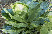 Headed cabbage, Brassica oleracea capitata 'Coeur de Boeuf Moyen de La Halle'
