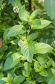 Milly-la-Forêt Mint, Mentha piperita var citrata
