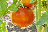 Cannibal's Tomato, Solanum uporo, fruits