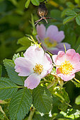 Burnet Rose, Rosa spinosissima subsp myriacantha, flowers