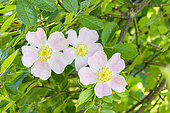 Harsh downy-rose, Rosa tomentosa, flowers