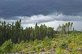 Jack pine (Pinus banksiana) plantation and blueberry (Vaccinium sp) bed. Upper Mauricie region. Quebec. Canada