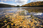 Wapizagonke Lake and boreal forest with autumn colours. La Mauricie National Park. Quebec. Canada