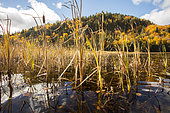 Wapizagonke Lake and aquatic vegetation in autumn. La Mauricie National Park. Quebec. Canada