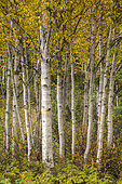 White birches with autumn coloured foliage. La Mauricie National Park. Quebec. Canada