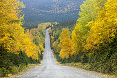 Forest road in the boreal forest. Forest with autumn colours. Réserve faunique des Chic-Chocs. Quebec. Canada