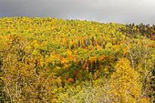 Boreal forest and autumn colours. Parc de la Gaspésie. Quebec. Canada.