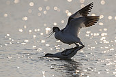 Pied Avocet (Recurvirostra avosetta) mating in water, Vendée, France