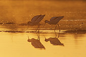 Pied Avocet (Recurvirostra avosetta) at dawn, Vendée, France