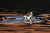 Dunlin (Calidris alpina) in water, Vendée, France