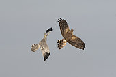 Montagu's Harrier (Circus pygargus) female and male in flight, Vendée, France