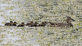 Mallard Duck (Anas platyrhynchos) female and her ducklings on the water, Vendée, France