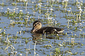 Mallard Duck (Anas platyrhynchos) duckling on water, Vendée, France