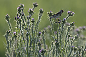Goldfinch (Carduelis carduelis) on thistle, Vendée, France