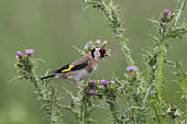 Goldfinch (Carduelis carduelis) on thistle, Vendée, France